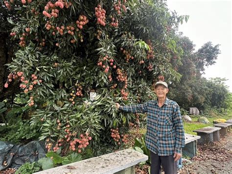 百年荔枝樹|圓林仔2棵逾百年樹齡荔枝王結實累累 繁衍後代遍全台。